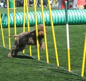 300-agility-2