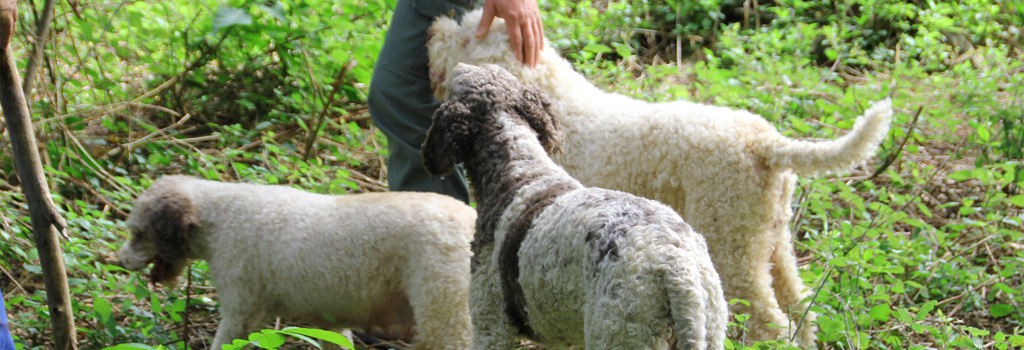 lagotto_gci_6