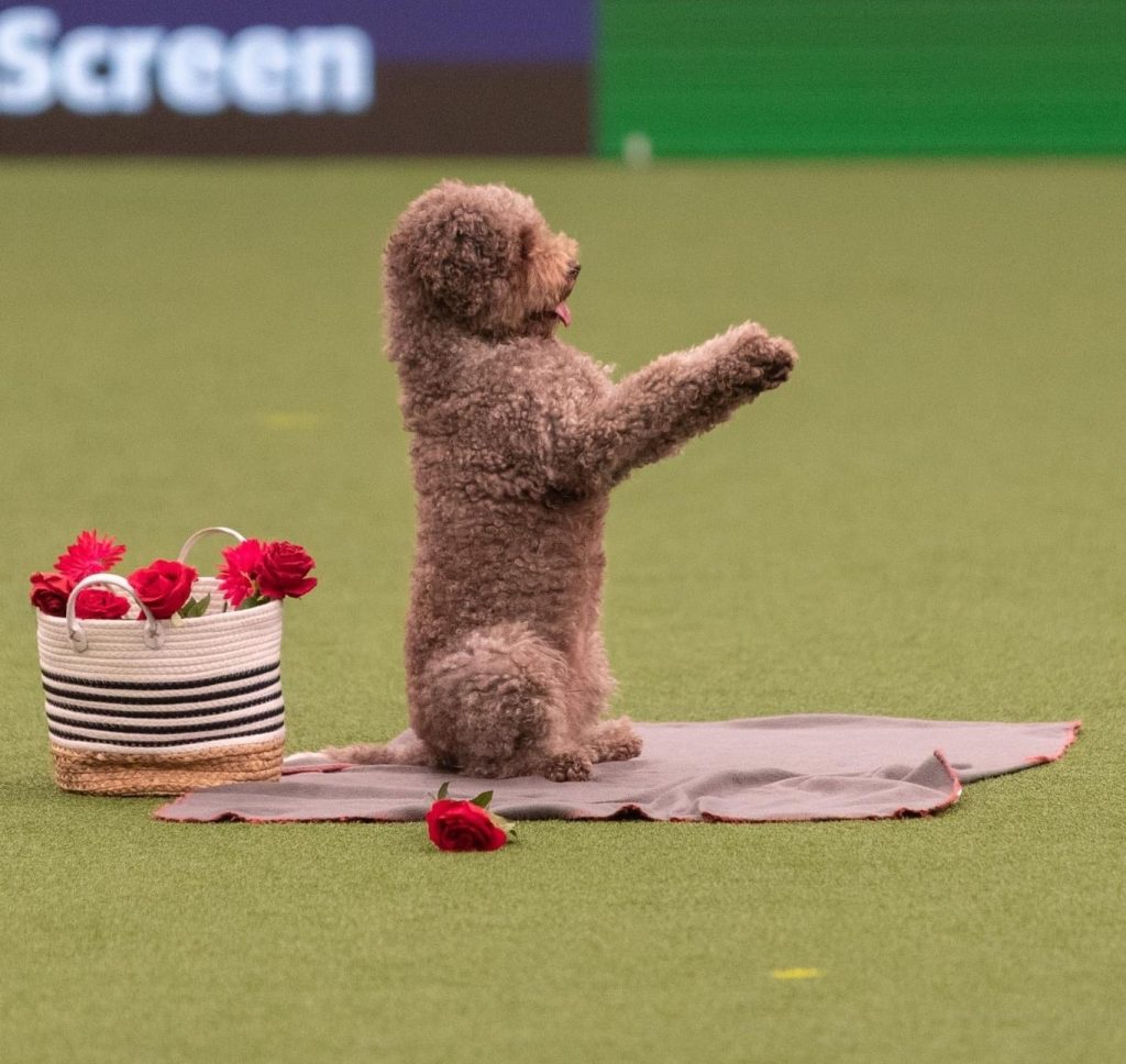 crufts-2