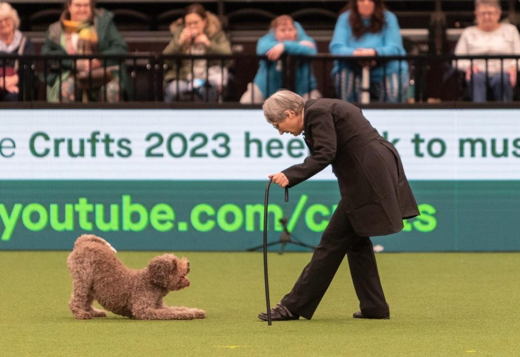 crufts-4